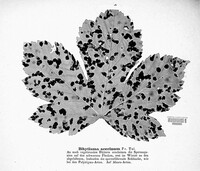Rhytisma acerinum image